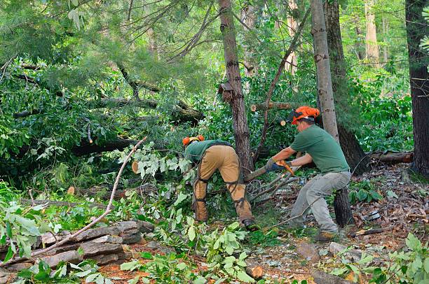 Best Dead Tree Removal  in Port Byron, IL